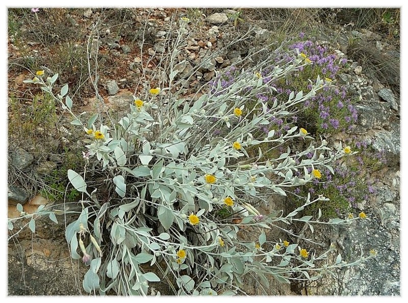 Pentanema verbascifolium (=Inula verbascifolia) / Enula candida